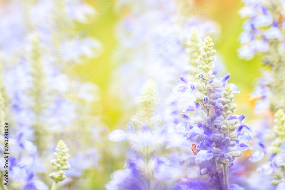 Naklejka premium Salvia Farinacea’s Lavender Whispers: A Portrait of Serene Beauty