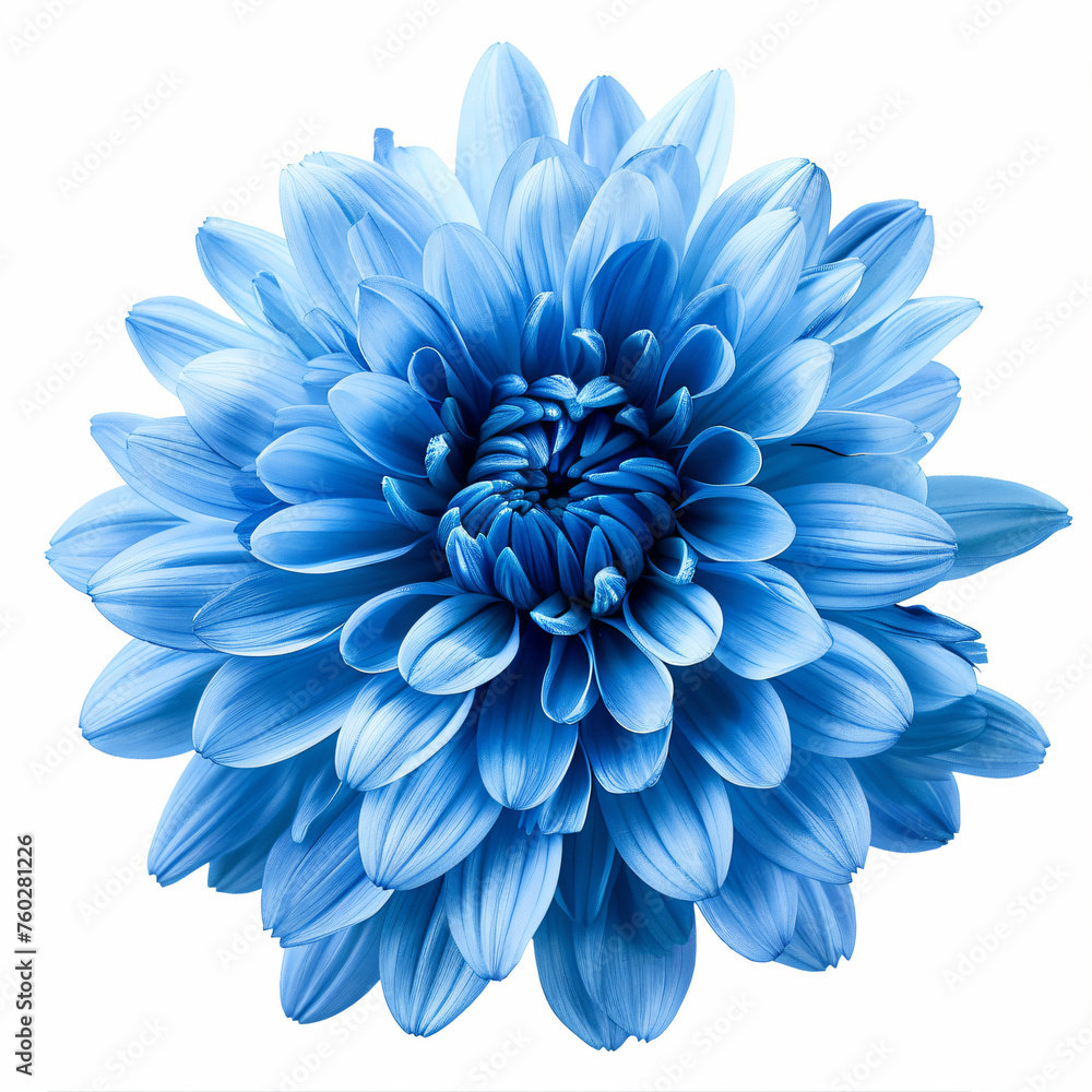 a blue flower is shown on a white background