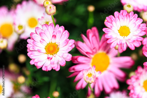 Whispers of Nature  Pink Daisies in Spring   s Embrace
