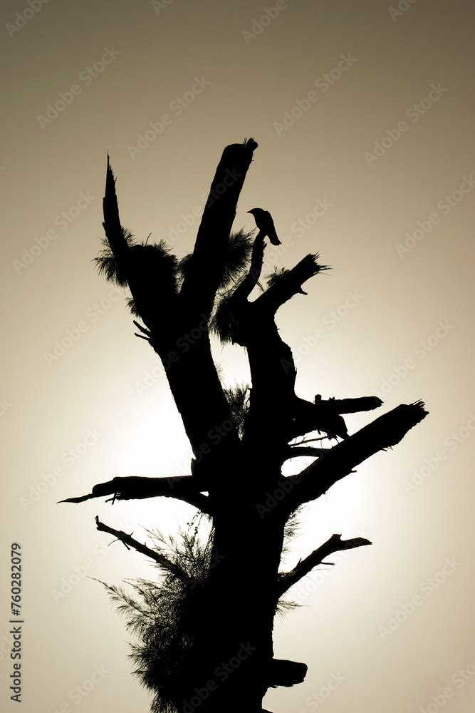 Vautours perchés sur un arbre Vautours perchés sur un arbre