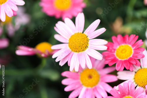 A Serene Ensemble of Pink and White Daisies