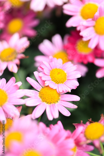 Enchanting Pink Daisies  A Portrait of Floral Elegance
