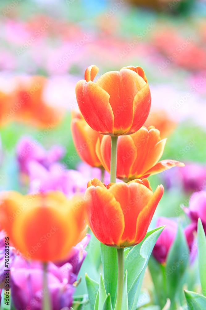 A Vibrant Bloom Tulipa Gesneriana Amidst a Colorful Garden
