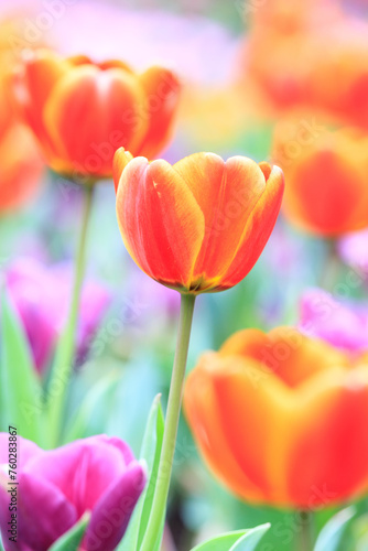Fototapeta Naklejka Na Ścianę i Meble -  A Vibrant Bloom Tulipa Gesneriana Amidst a Colorful Garden