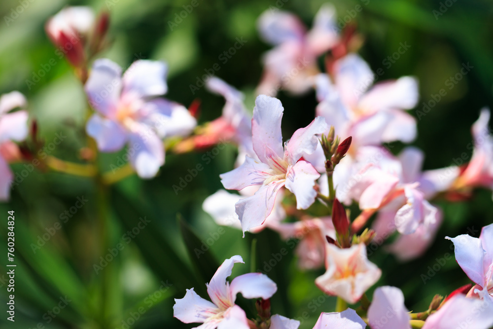 Fototapeta premium The Oleander’s Whisper: A Symphony of Petals and Light