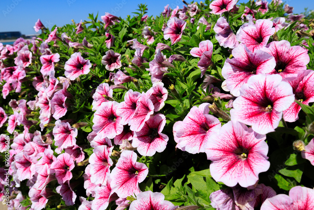 A Lush Tapestry of Petunia × Atkinsiana in Spring Bloom under Blue Sky A Lush Tapestry of Petunia × Atkinsiana in Spring Bloom under Blue Sky
