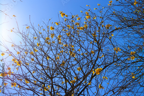 Handroanthus Chrysotrichus: Hong Kong’s Springtime Golden Spectacle photo