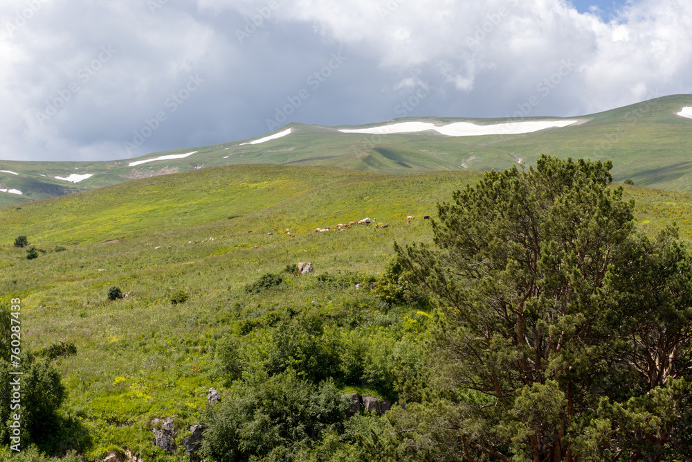 Walking through the subalpine meadows in the highlands during the flowering of plants and warm weather.