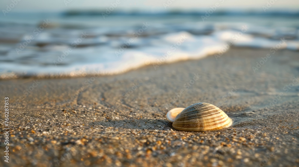 Photos of beautiful tropical beach with conch shell sea on the sand, peaceful and relaxing atmosphere Photos of beautiful tropical beach with conch shell sea on the sand, peaceful and relaxing atmosphere