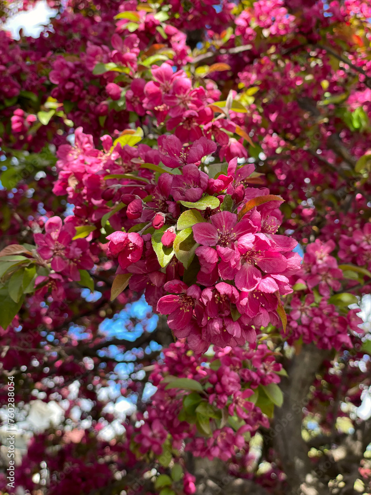 Blossoming branch of apple tree with pink flowers in spring. Blossoming branch of apple tree with pink flowers in spring.