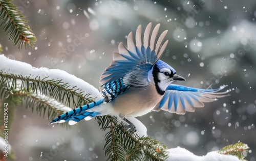 A Blue Jay Embarks from a Pine Cloaked in Snow