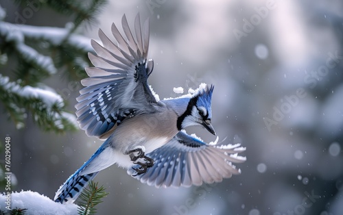 A Blue Jay Launches from a Frosty Pine Tree
