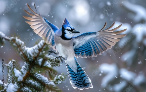 A Blue Jay Unfurls Its Wings, Ascending from a Snowy Pine