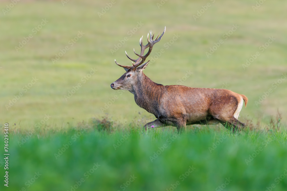 Red Deer (Cervus elaphus) walking on the meadow Red Deer (Cervus elaphus) walking on the meadow