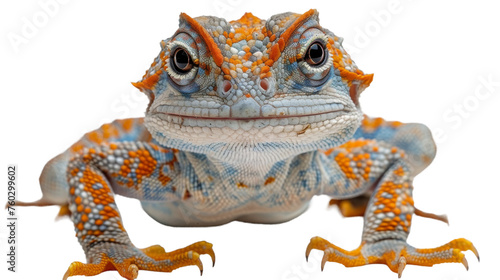 Detailed close-up of an ornate blue and orange gecko highlighted by its intricate skin patterns and expression