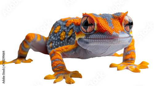 A close-up shot capturing an orange and blue gecko's intense gaze and vibrant colors © Daniel