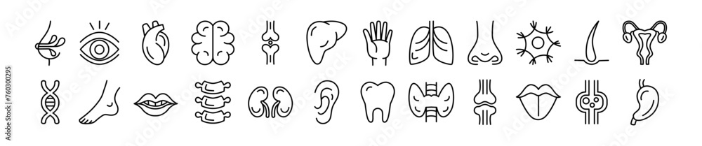 Obraz premium Internal organ icon. Anatomy line symbol. Human brain. Heart or stomach. Mouth tooth. Face eye and nose. Spine vertebra. Leg joint or bone. Medical science pictogram. tidy body system signs set