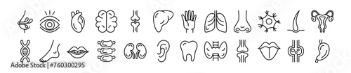 Internal organ icon. Anatomy line symbol. Human brain. Heart or stomach. Mouth tooth. Face eye and nose. Spine vertebra. Leg joint or bone. Medical science pictogram. tidy body system signs set