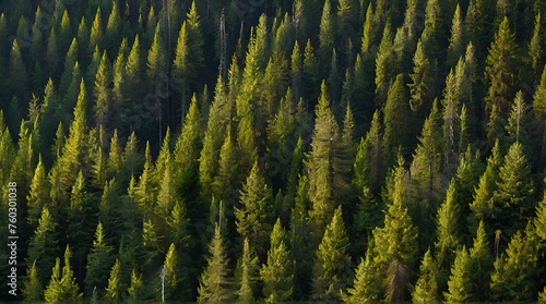 Healthy green trees in a forest of old spruce, fir trees in wilderness of a national park..generative.ai
