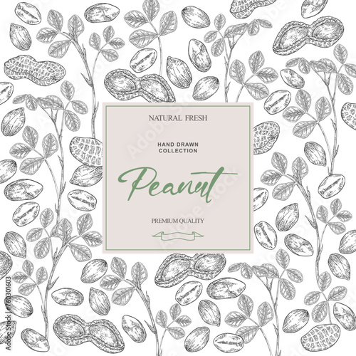 Peanut background. Hand drawn Peanut plant with nuts and leaves. Vector illustration black and white.