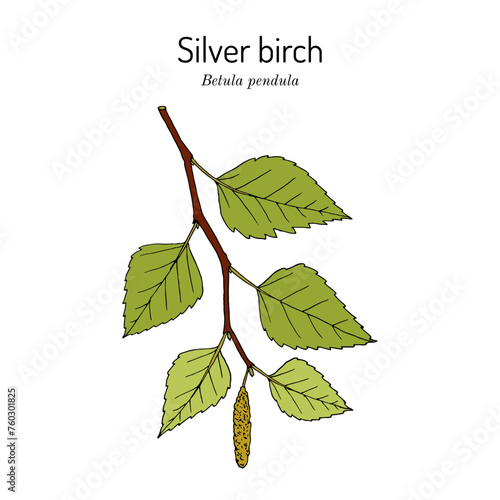Silver birch (Betula pendula), medicinal and edible plant. Hand drawn vector illustration