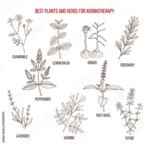 Best herbs for aromatherapy