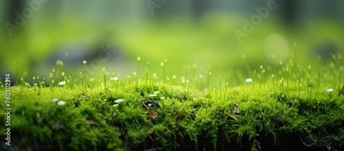 Enchanting Moss Forest Floor: Lush Greenery Blanketing Vibrant Moss-Covered Surface