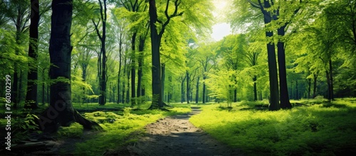 Enchanted Forest Path Leading Through Lush Greenery and Sunlit Foliage