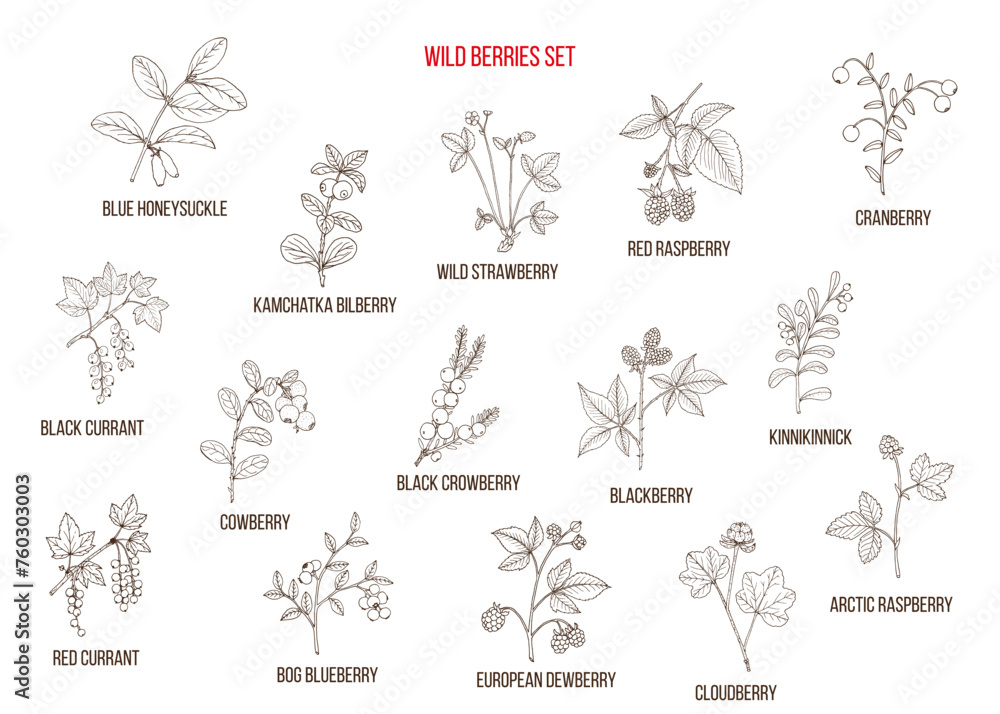 Big set of natural berries. Hand drawn vector collection