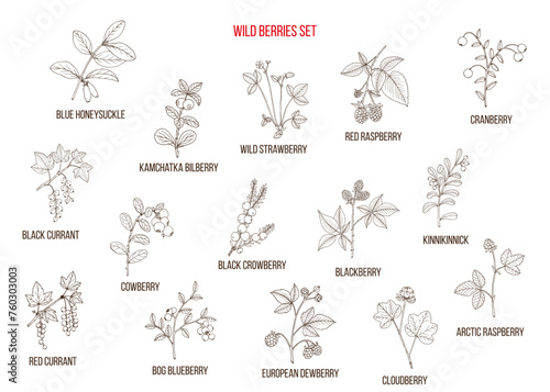 Big set of natural berries. Hand drawn vector collection photo