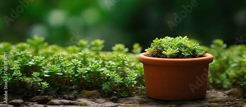 Zen Miniature Plant in a Small Ceramic Pot, Minimalist Succulent Greenery Decor Concept photo