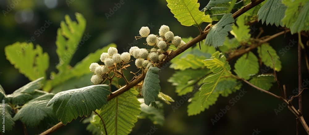 Majestic Tree Branch with Vibrant Green Leaves in the Warm Sunlight Majestic Tree Branch with Vibrant Green Leaves in the Warm Sunlight