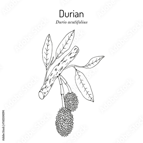 Durian (Durio acutifolius), medicinal and edible plant. Hand drawn vector illustration