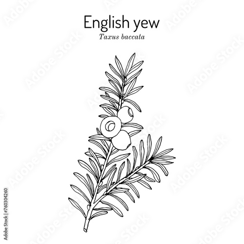 European or english yew (Taxus baccata), ornamental and poisonous plant. Hand drawn vector illustration