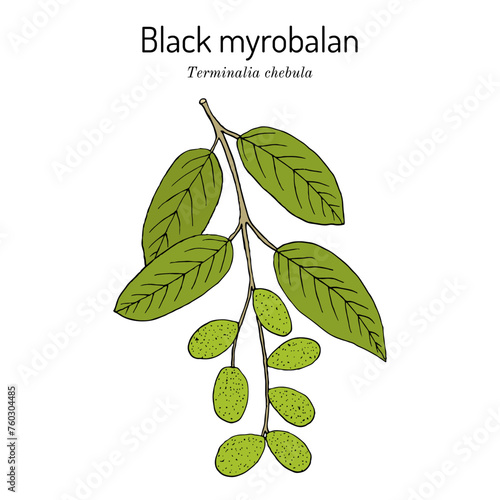 Black myrobalan, haritaki (Terminalia chebula), medicinal plant. Hand drawn vector illustration photo