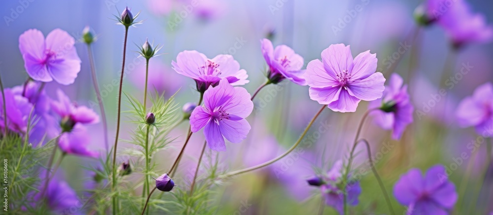Vibrant Purple Flowers Intertwined in Lush Green Grass Field on a Sunny Day Vibrant Purple Flowers Intertwined in Lush Green Grass Field on a Sunny Day