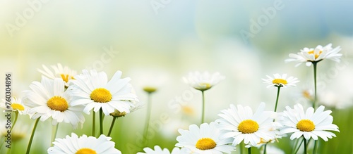 Peaceful Serenity: White Daisies Blossom in Lush Green Field Under Sunny Sky