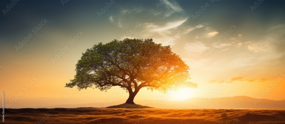 Solitary Tree Stands Strong in Arid Desert Landscape Under Scorching Sunlight