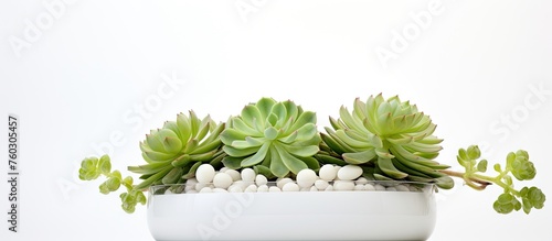 Delicate Miniature White Planter with Vibrant Susies and Smooth Pebbles Decor photo