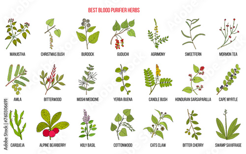 Best natural blood purifiers