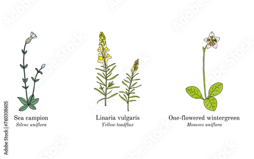 Collection of edible and medicinal plants