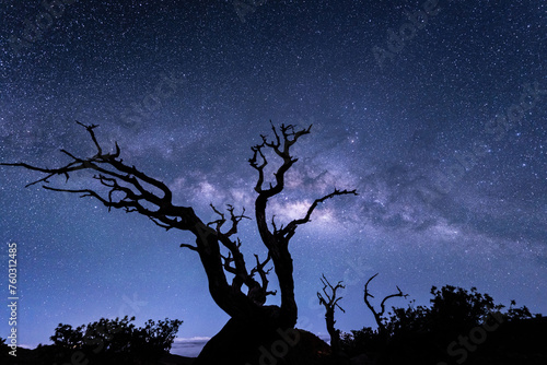 Stargazing at Pu'u Kalepeamoa, Maunakea Visitor Information Station, Big Island, Hawaii. Starry night sky, dead tree with Milky Way galaxy astrophotography. Sophora chrysophylla 