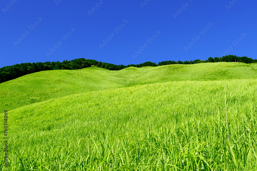 grassland grassland
