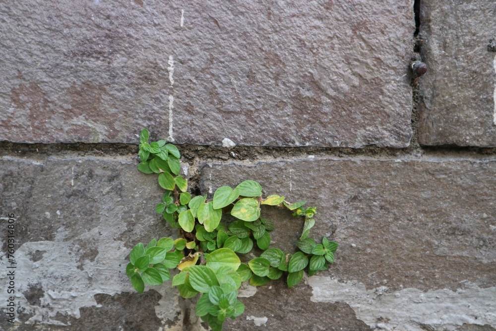 weeds with green leaves growing on a cement grey brick wall. Survival, resilience. Art, background and textures. Weathered stone wall.
