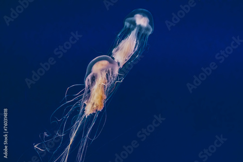 Jellyfish © focusedon4
