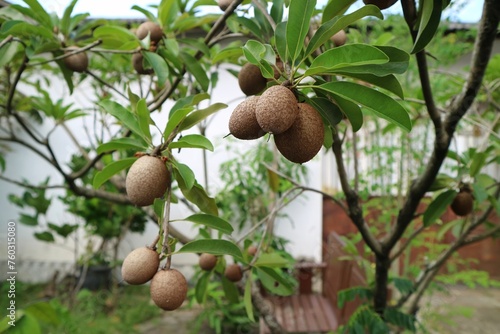 Sapodilla (sawo) fruit hanging on the tree. looks ready to be harvested. photo