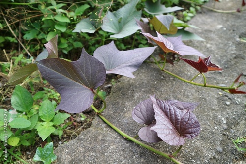 Sweet potatoes leaves in the nature. Sweet potato leaves are medium to large in size and are cordate, or heart-shaped with pointed tips. The leaves grow in an alternate pattern and may be palmate . photo