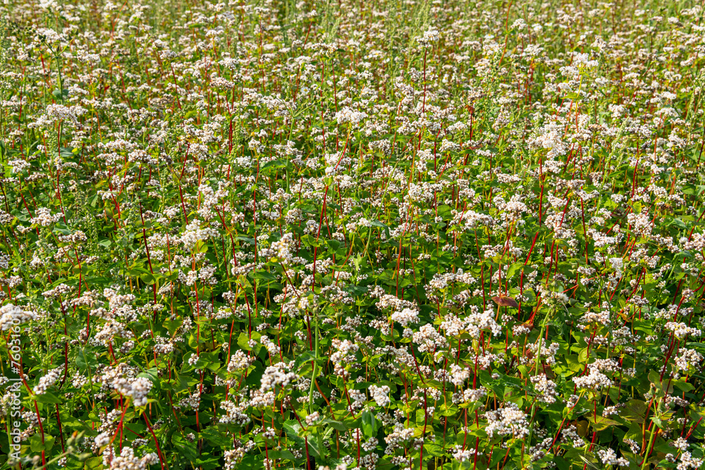 Champ de sarrasin bio en fleur