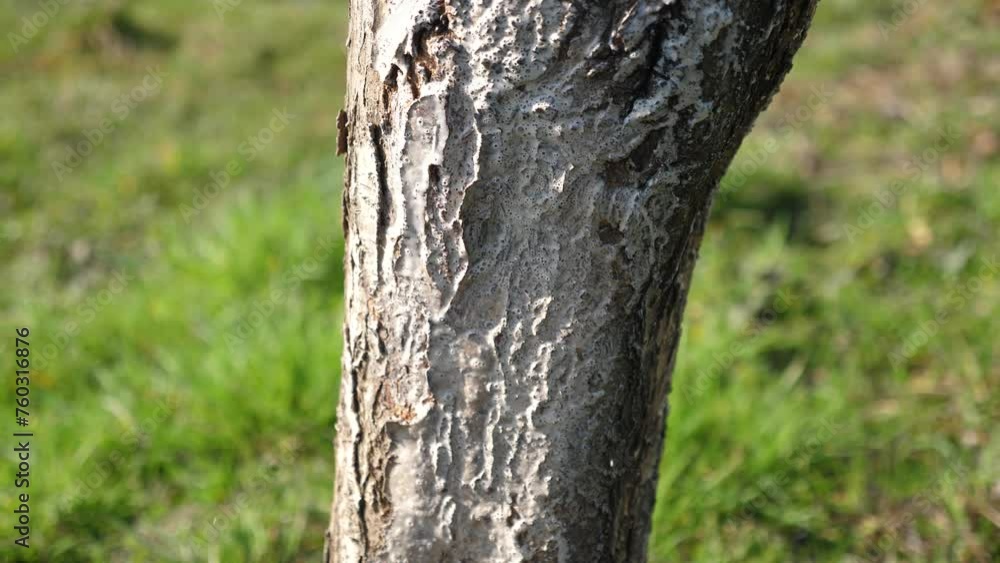 Whitening of a fruit tree with a mixture of lime. Gardening. Spring garden care. Whitening of a fruit tree with a mixture of lime. Gardening. Spring garden care.