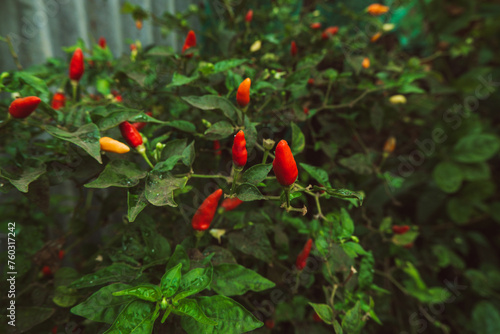 Photos Ripe Tabasco Pepper, Capsicum frutescens growing in the garden